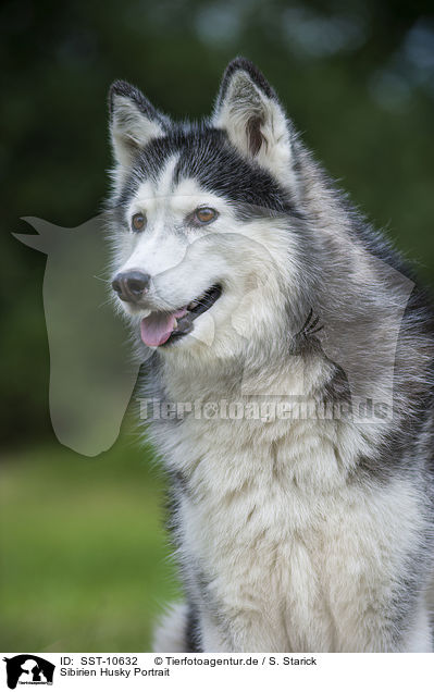 Sibirien Husky Portrait / Siberian Husky Portrait / SST-10632