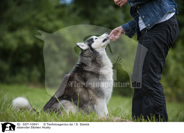 sitzender Sibirien Husky / sitting Siberian Husky / SST-10641