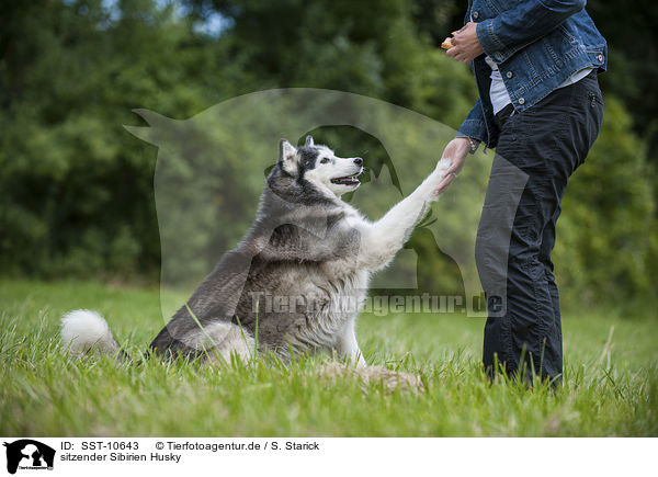 sitzender Sibirien Husky / sitting Siberian Husky / SST-10643