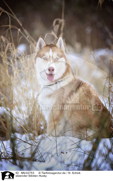 sitzender Sibirien Husky / sitting siberian Husky / NN-02753