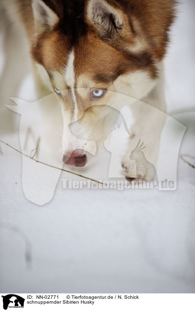 schnuppernder Sibirien Husky / snuffling Siberian Husky / NN-02771