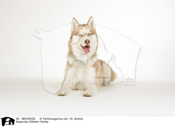 liegender Sibirien Husky / lying Siberian Husky / NN-05026