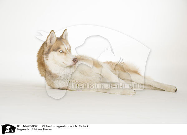 liegender Sibirien Husky / lying Siberian Husky / NN-05032