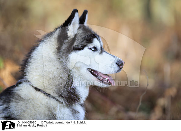 Sibirien Husky Portrait / NN-05096