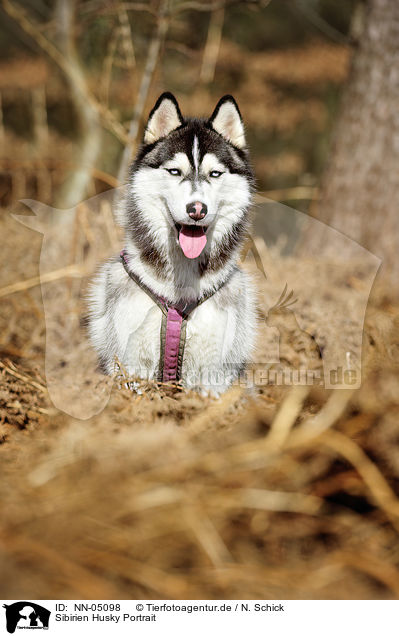 Sibirien Husky Portrait / Siberian Husky Portrait / NN-05098