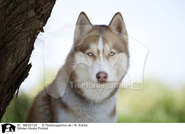 Sibirien Husky Portrait / Siberian Husky Portrait / NN-05130