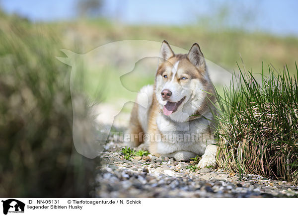 liegender Sibirien Husky / lying Siberian Husky / NN-05131