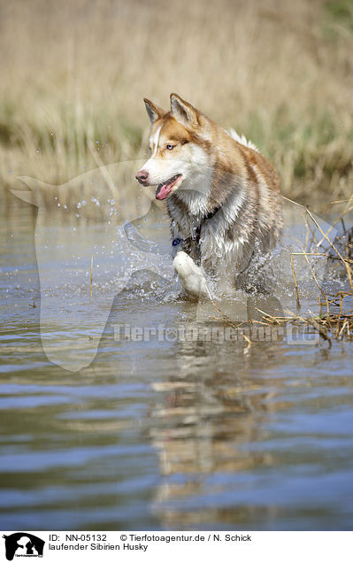 laufender Sibirien Husky / walking Siberian Husky / NN-05132