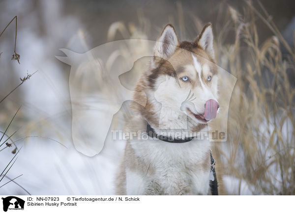 Sibirien Husky Portrait / Siberian Husky Portrait / NN-07923