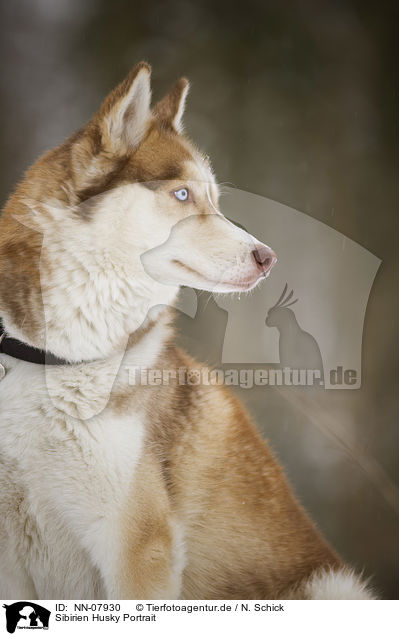Sibirien Husky Portrait / Siberian Husky Portrait / NN-07930