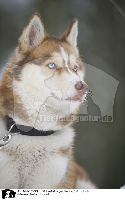 Sibirien Husky Portrait / Siberian Husky Portrait / NN-07933