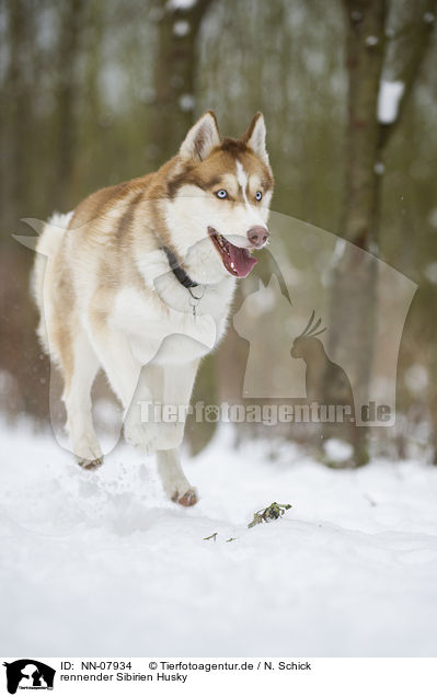 rennender Sibirien Husky / running Siberian Husky / NN-07934