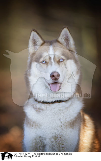 Siberian Husky Portrait / NN-11274