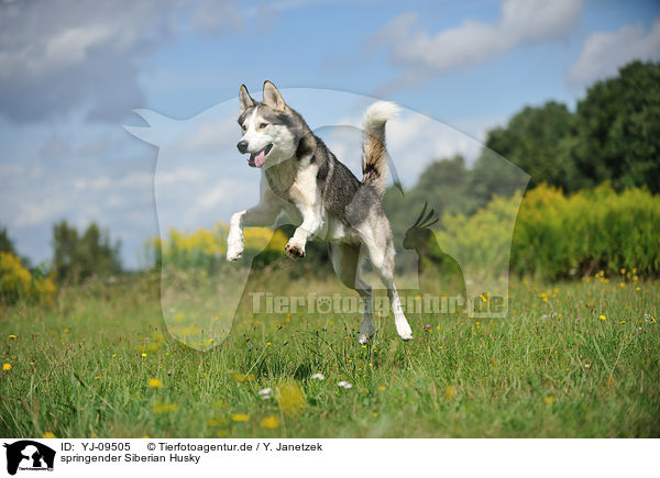 springender Siberian Husky / YJ-09505