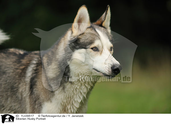 Siberian Husky Portrait / YJ-09517