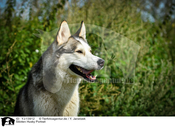 Sibirien Husky Portrait / YJ-13912