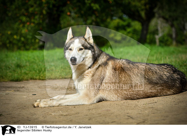 liegender Sibirien Husky / lying Siberian Husky / YJ-13915