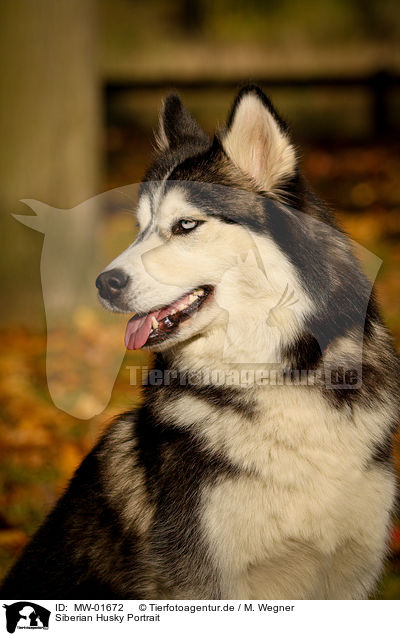 Siberian Husky Portrait / MW-01672