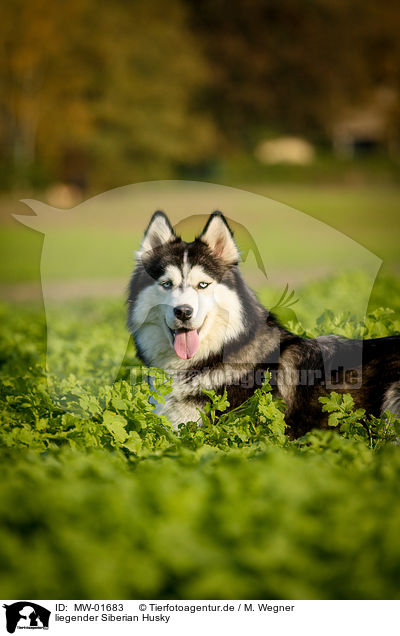 liegender Siberian Husky / lying Siberian Husky / MW-01683