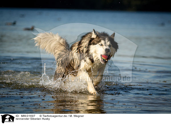 rennender Siberian Husky / MW-01697