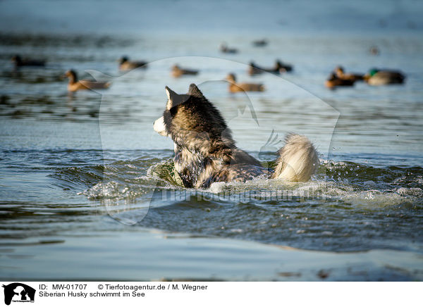 Siberian Husky schwimmt im See / Siberian Husky swims in the lake / MW-01707