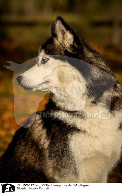 Siberian Husky Portrait / MW-01714