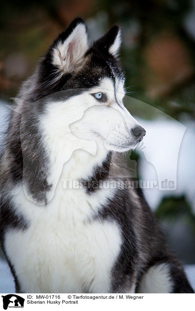 Siberian Husky Portrait / MW-01716