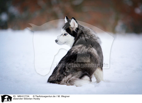 sitzender Siberian Husky / MW-01724
