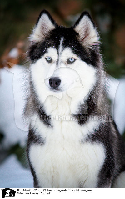 Siberian Husky Portrait / Siberian Husky Portrait / MW-01726