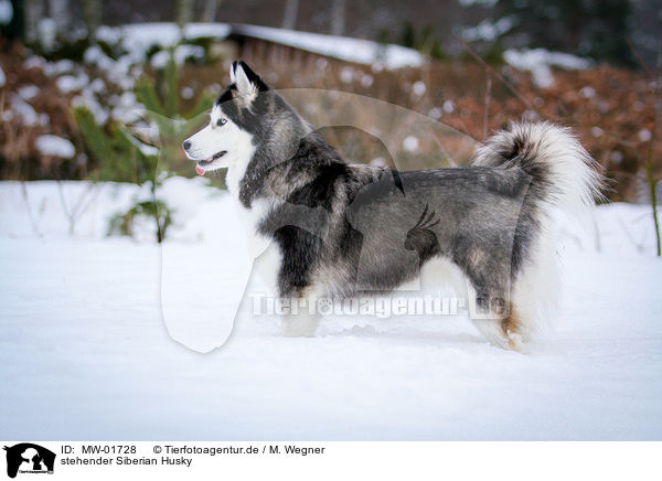 stehender Siberian Husky / MW-01728