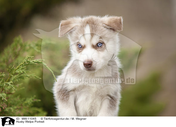 Husky Welpe Portrait / Husky Puppy Portrait / MW-11045