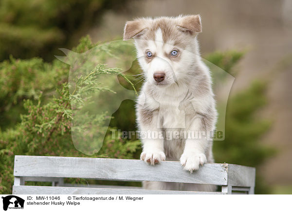 stehender Husky Welpe / standing Husky Puppy / MW-11046