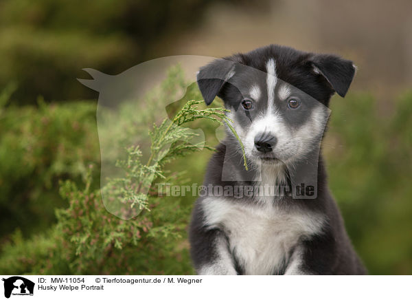 Husky Welpe Portrait / Husky Puppy Portrait / MW-11054