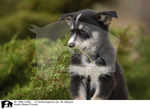 Husky Welpe Portrait / Husky Puppy Portrait / MW-11062