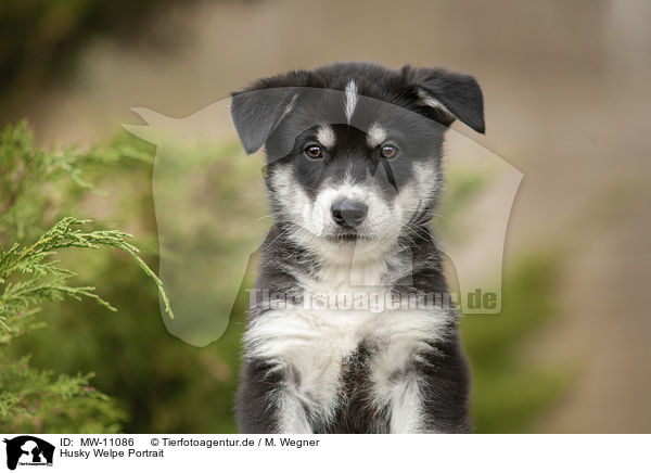 Husky Welpe Portrait / Husky Puppy Portrait / MW-11086