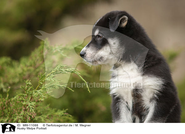 Husky Welpe Portrait / Husky Puppy Portrait / MW-11088