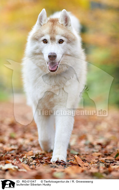 laufender Siberian Husky / walking Siberian Husky / RG-01047