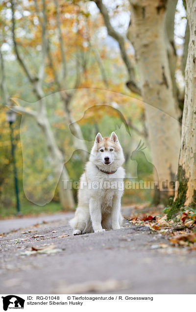 sitzender Siberian Husky / sitting Siberian Husky / RG-01048