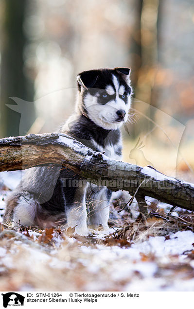 sitzender Siberian Husky Welpe / STM-01264
