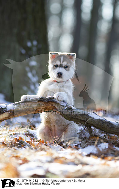 sitzender Siberian Husky Welpe / STM-01282