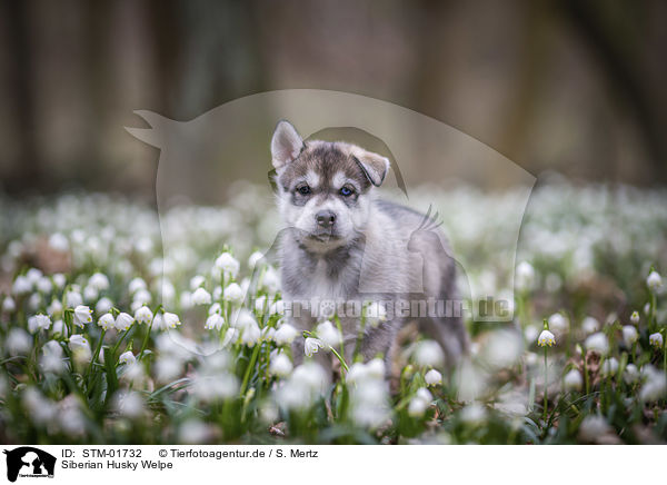 Siberian Husky Welpe / Siberian Husky puppy / STM-01732