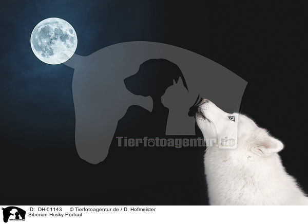 Siberian Husky Portrait / DH-01143