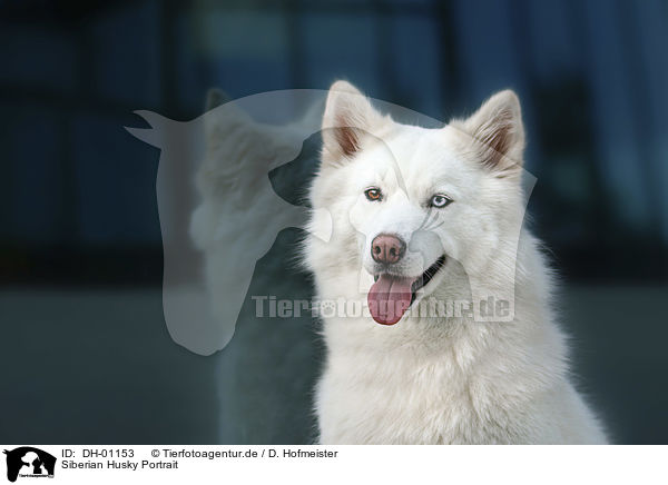 Siberian Husky Portrait / DH-01153