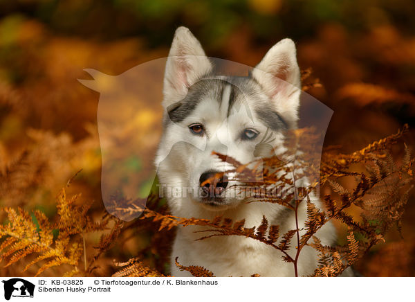 Siberian Husky Portrait / KB-03825