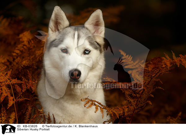 Siberian Husky Portrait / KB-03826