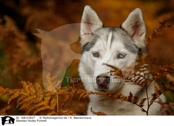 Siberian Husky Portrait / KB-03827