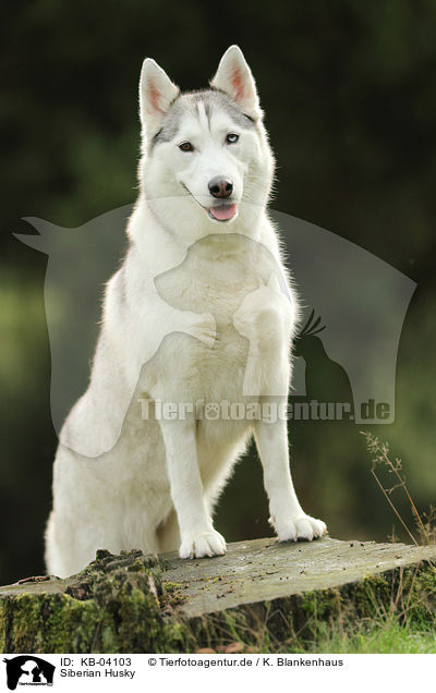 Siberian Husky / KB-04103
