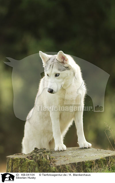 Siberian Husky / KB-04104