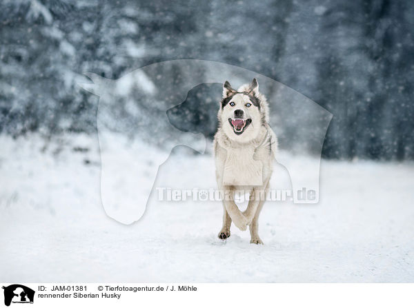 rennender Siberian Husky / JAM-01381