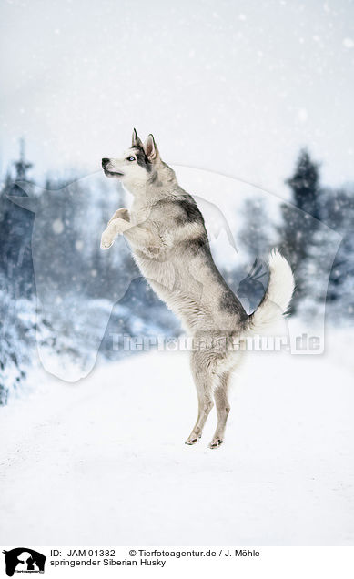 springender Siberian Husky / JAM-01382